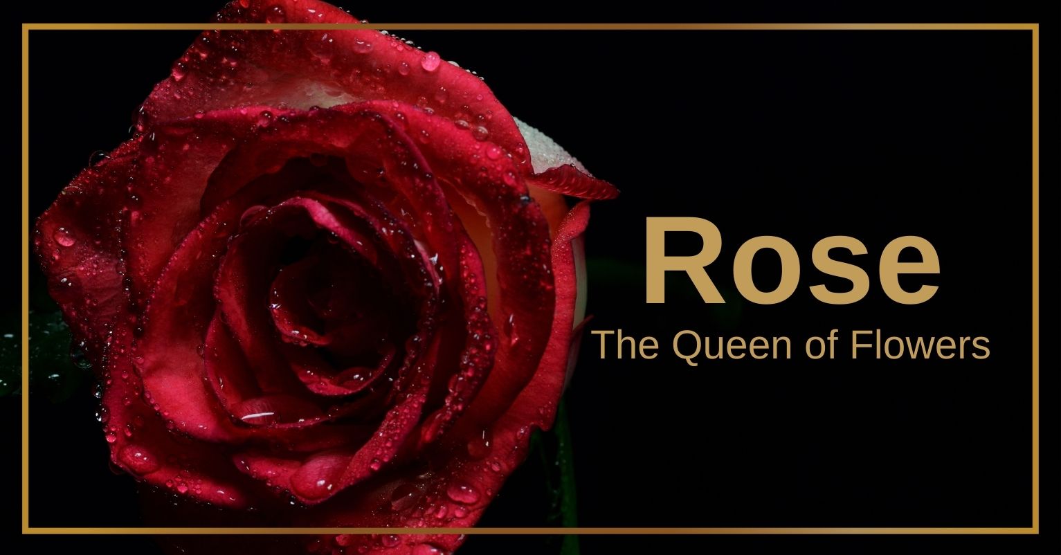 Rose- The Queen of Flowers